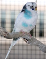 /album/fotogalerij-mijn-grasparkieten/lilo-pop-jpg/